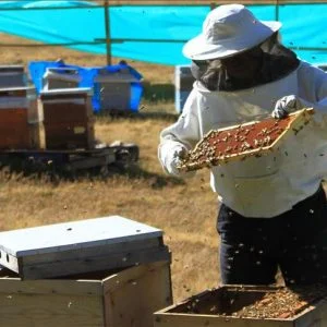 عسل آنزَر التركي.. جودة ومذاق لذيذ بسعر الذهب