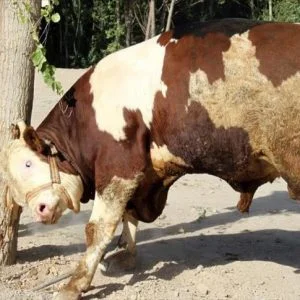 في تركيا.. اشترِ عجلا واحصل على ثلاجة هدية