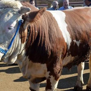 منظمات خيرية تركية.. أضاحٍ لملايين المحتاجين حول العالم