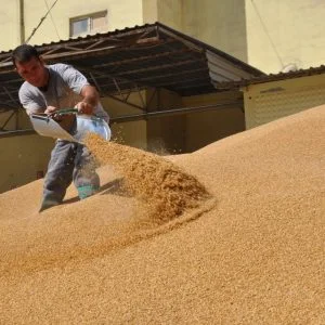 30 مليون دولار.. صادرات تركيا من الحبوب والبقول للأمريكيتين