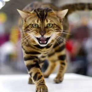 علماء: القطط أخطر مما نتصور