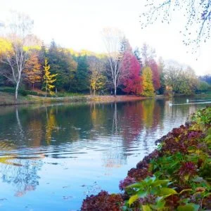 بالصور| جمال الطبيعة المبهر في حديقة “أتاتورك للأشجار” باسطنبول