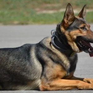 كلب يعض “يلدريم”