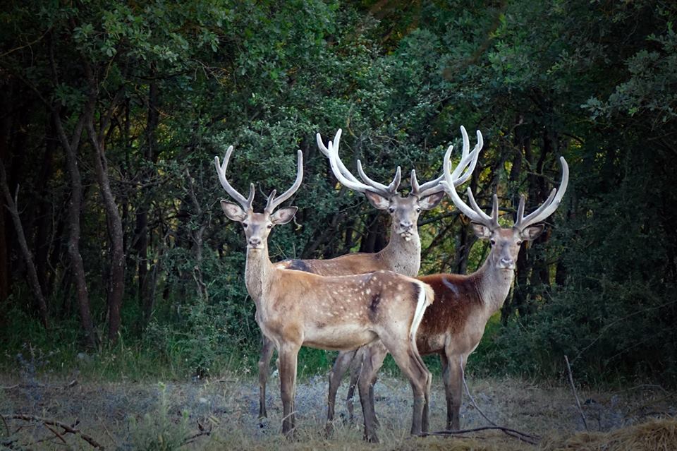 زيادة أعداد "الأيائل الحمراء" في تركيا 1