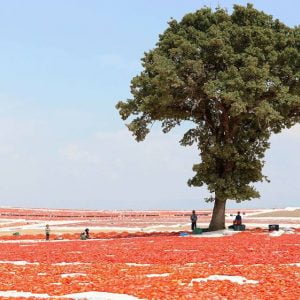 تركيا تنتج 25 ألف طن من الطماطم المجففة سنويا