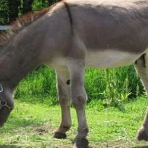 في تركيا.. صابون من حليب الحمير