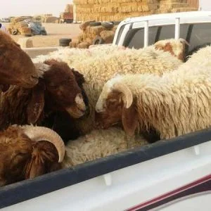 السعودية تخصص أكثر من 25 مليون رأس ماشية للعيد