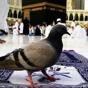 الحمام المكي يحرص على طهارة الكعبة ولا يعشش فوقها!