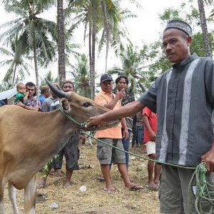 وقف “الديانة” التركي يذبح آلاف الأضاحي لتوزيعها حول العالم
