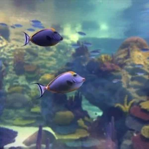 إسطنبول..حوض أسماك ضخم يضم أكثر من 20 ألف حيوانٍ بحري