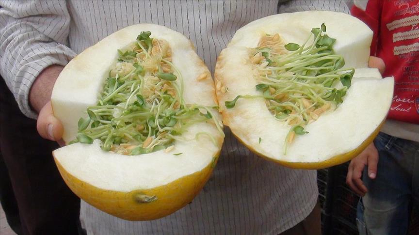 "شمامة" تثير استغراب الاتراك "صور" 5