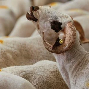 تركيا تحتل المرتبة الأولى بين الحجاج في عدد الأضاحي