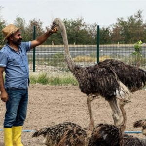 رجل أعمال تركي يخصص حديقة مصنعه لتربية “النعام”
