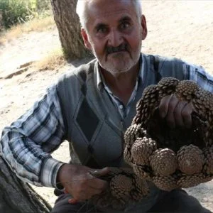 تركي يحول أكواز الصنوبر إلى سلات