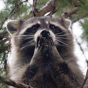 علماء الأحياء: الراكون يمكنه السيطرة على العالم