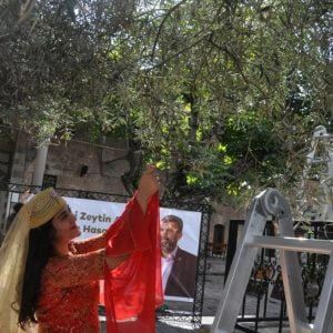 تركيا..سكان “هطاي” يجنون ثمار شجرة زيتون عمرها أكثر من ألف عام