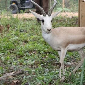تركيا.. 10 غزلان تنضم لعائلة “الحياة الطبيعية” بـ قوجه إيلي