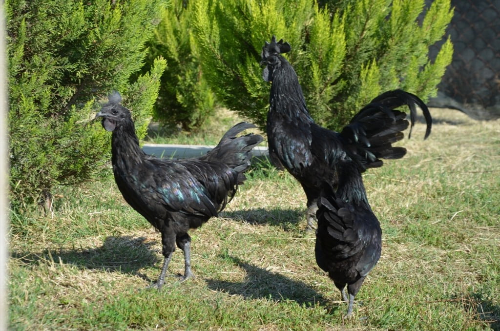 الدجاج الأسود.. ثمنه بالذهب وبيضه بالفضة "صور" 1