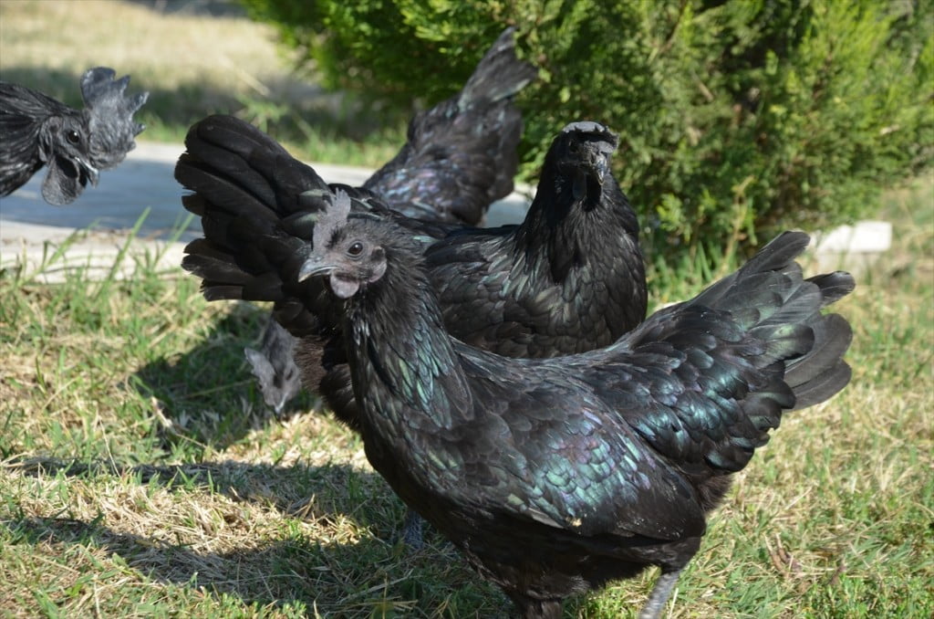 الدجاج الأسود.. ثمنه بالذهب وبيضه بالفضة "صور" 5