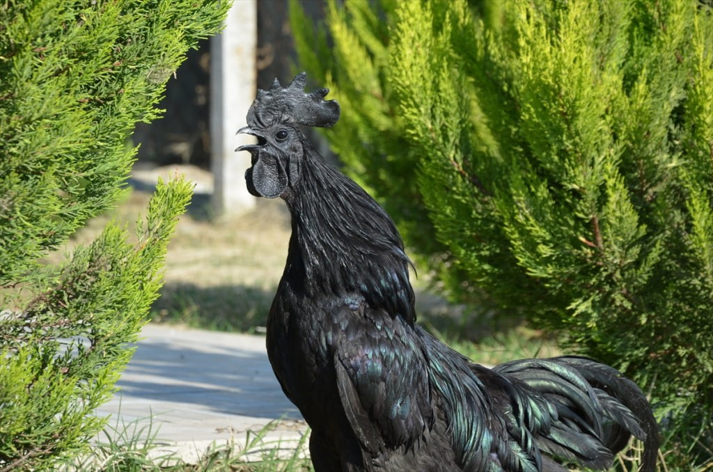 الدجاج الأسود.. ثمنه بالذهب وبيضه بالفضة "صور" 7