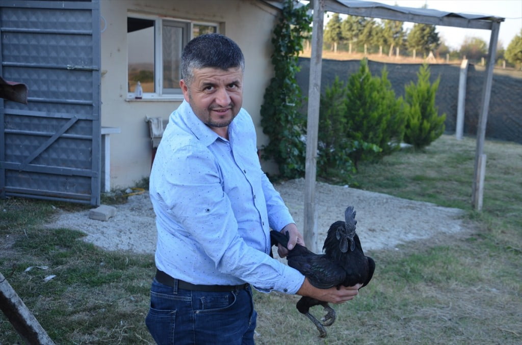 الدجاج الأسود.. ثمنه بالذهب وبيضه بالفضة "صور" 9