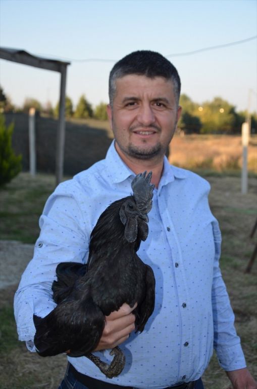 الدجاج الأسود.. ثمنه بالذهب وبيضه بالفضة "صور" 11