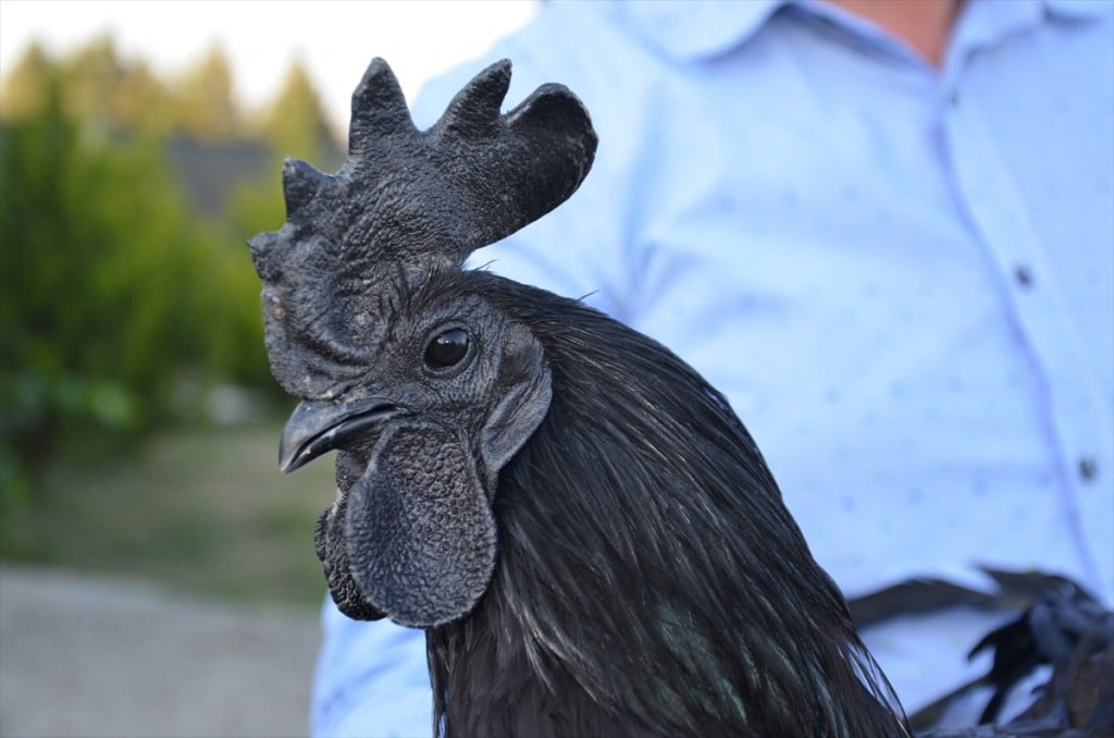 الدجاج الأسود.. ثمنه بالذهب وبيضه بالفضة "صور" 13