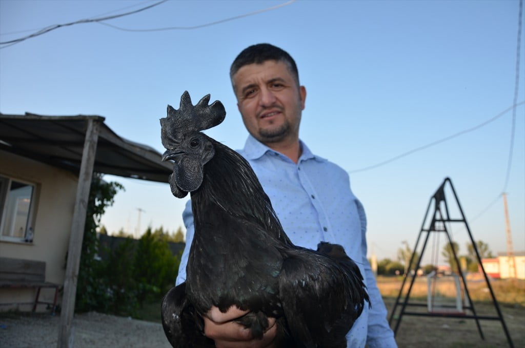 الدجاج الأسود.. ثمنه بالذهب وبيضه بالفضة "صور" 15