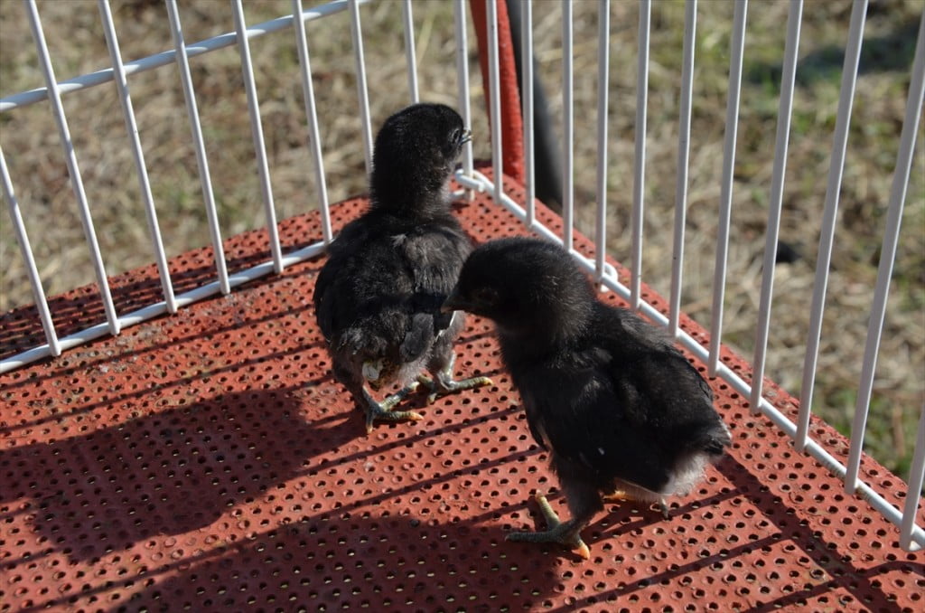 الدجاج الأسود.. ثمنه بالذهب وبيضه بالفضة "صور" 17