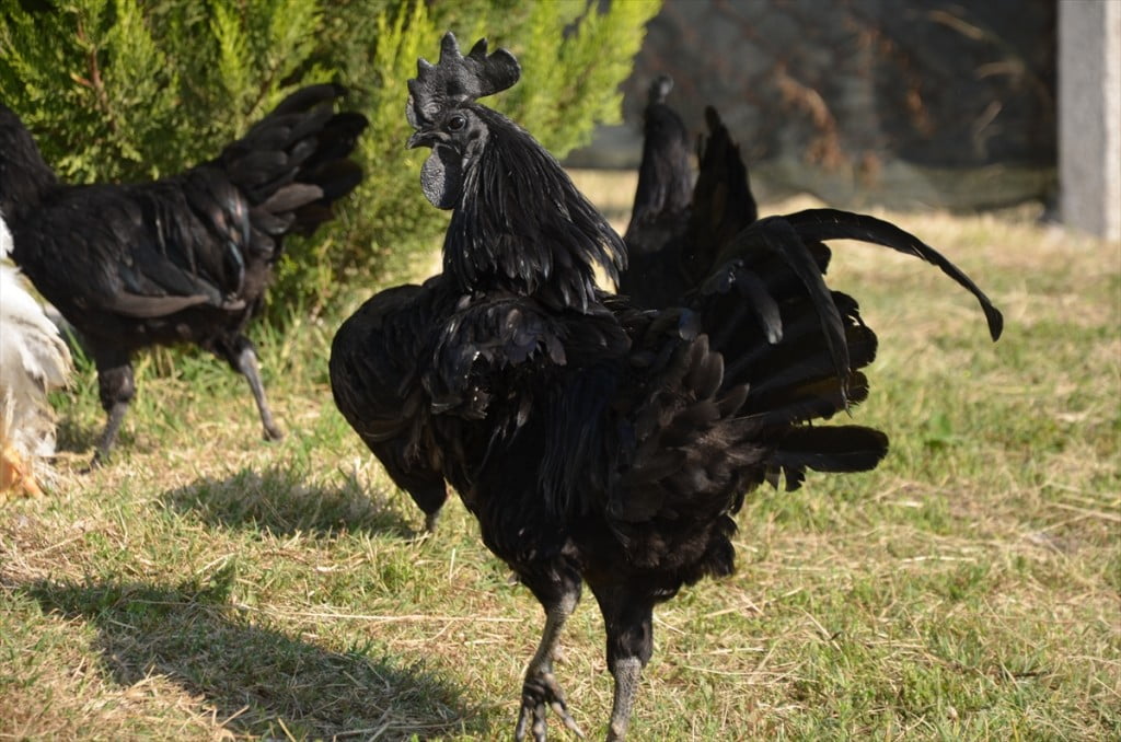 الدجاج الأسود.. ثمنه بالذهب وبيضه بالفضة "صور" 19