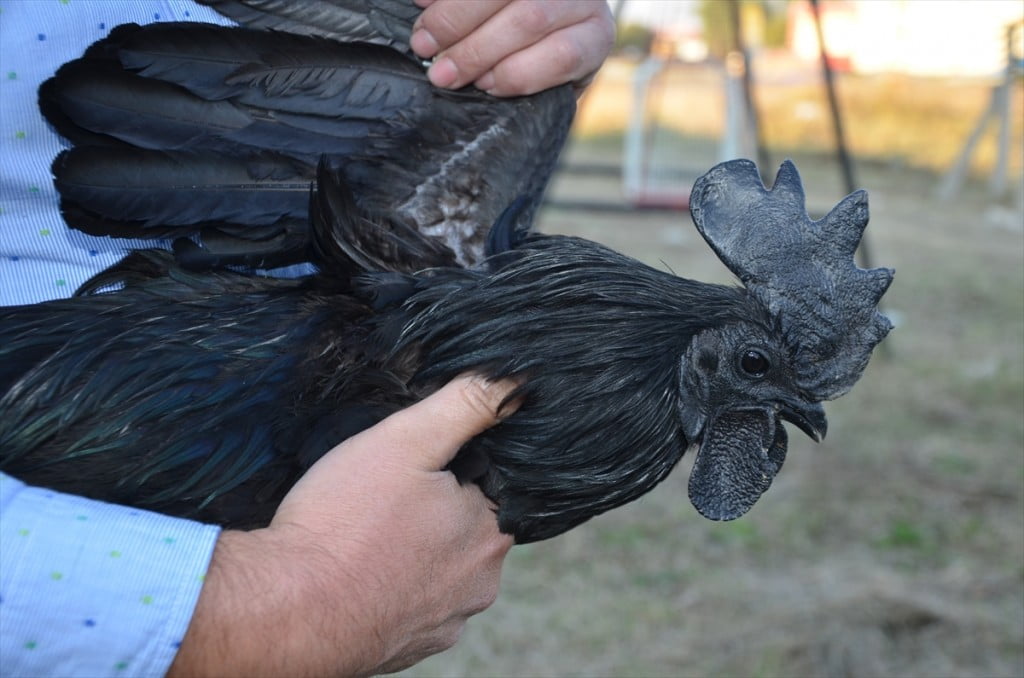 الدجاج الأسود.. ثمنه بالذهب وبيضه بالفضة "صور" 21