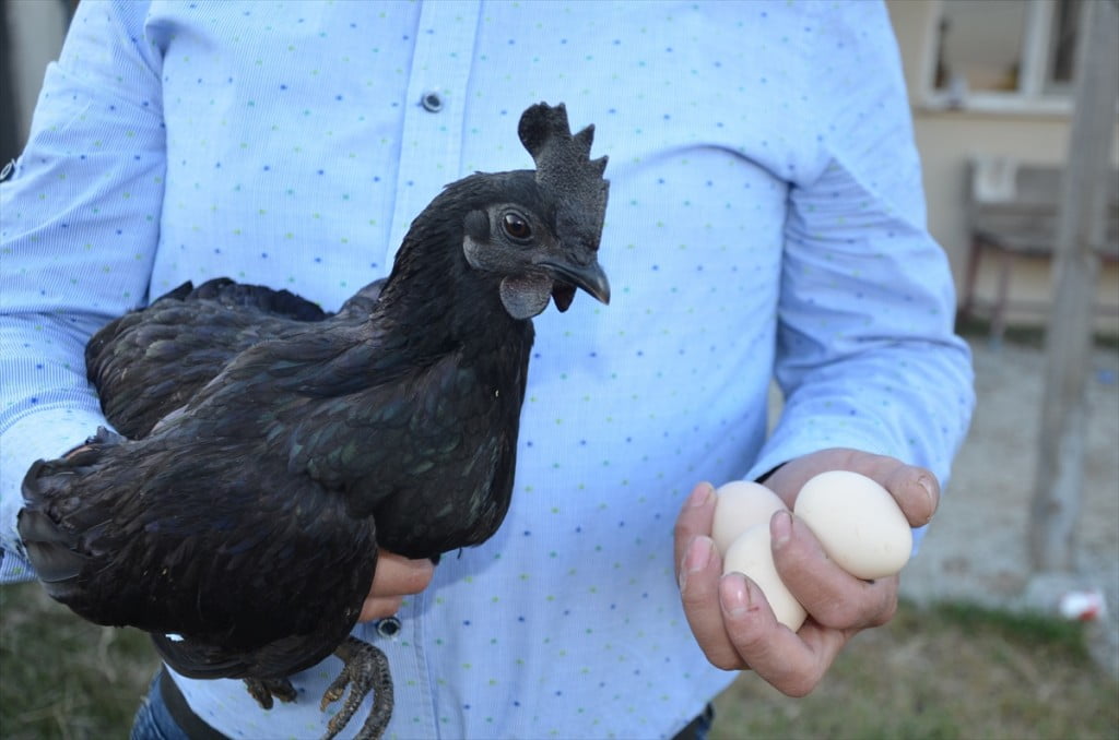 الدجاج الأسود.. ثمنه بالذهب وبيضه بالفضة "صور" 23