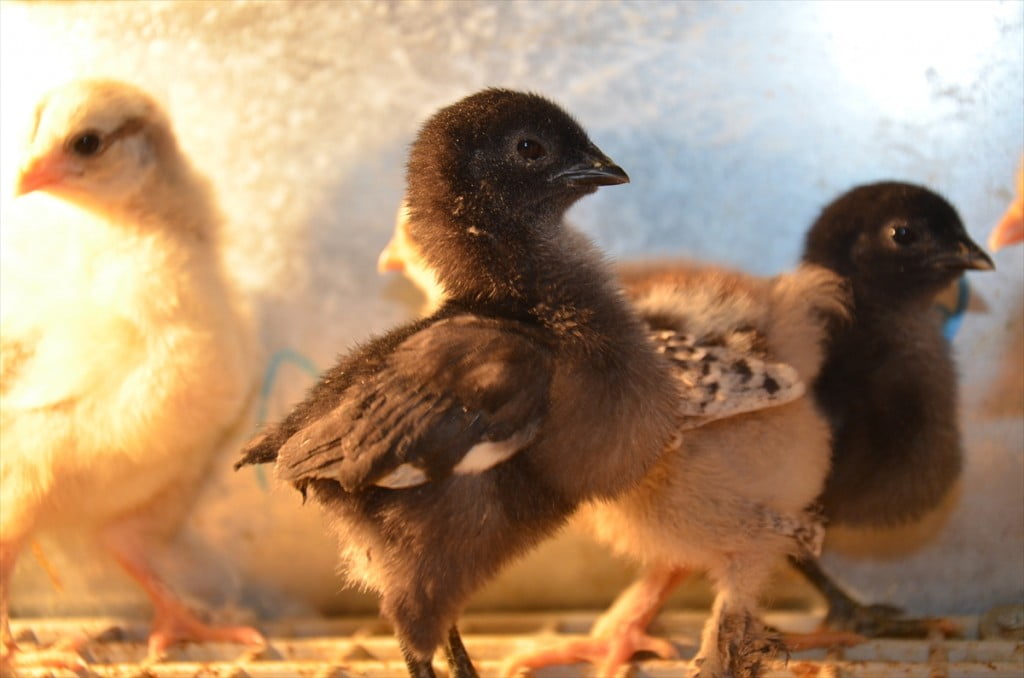 الدجاج الأسود.. ثمنه بالذهب وبيضه بالفضة "صور" 25