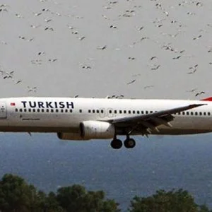 سرب من الطيور يجبر طائرة تركية على العودة للمطار اتاتورك
