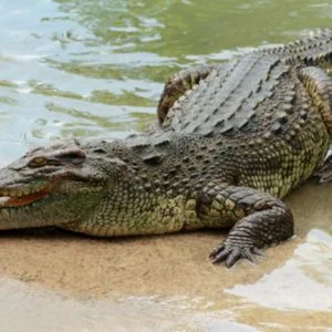 العثور على عجوز مفقودة في جوف تمساح!