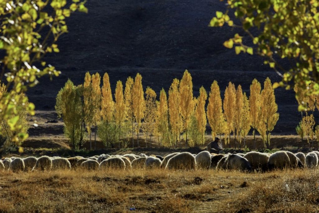 الخريف يسدل جماله على ولاية وان شرقي تركيا ! 3