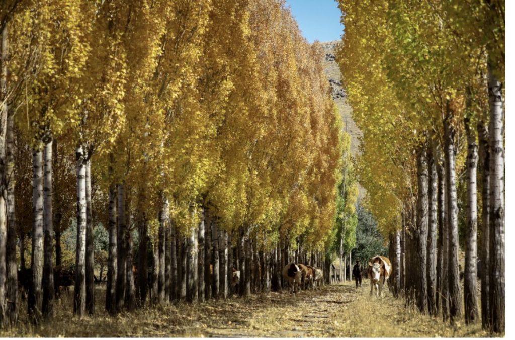 الخريف يسدل جماله على ولاية وان شرقي تركيا ! 10 الخريف يسدل جماله على ولاية وان شرقي تركيا ! 9