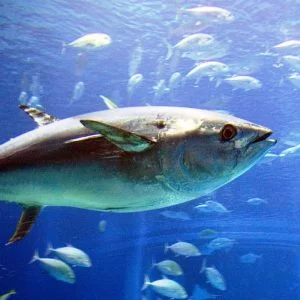 انتقام سمكة.. قفزت في حلق الصياد وحاولت قتله!