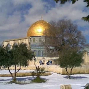 حملة تركية لغرس 10 آلاف شجرة زيتون في القدس