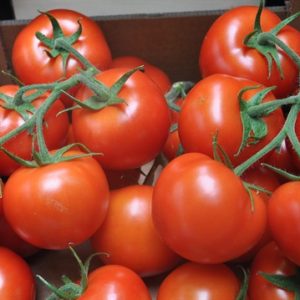 روسيا تستورد 50 ألف طن من الطماطم التركية سنويا