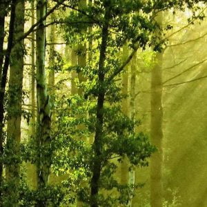 يعيش في غابة منذ 5 سنوات والسبب زوجته