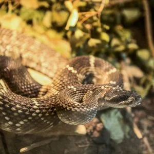 كرواتي يربي أكثر من 40 نوعا من الأفاعي قاتلة.