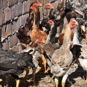 تركي يهوى تربية الدجاج “الأطول” في العالم