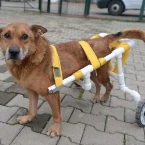 تركي يتبرع بدراجة لإعانة كلب مصاب على المشي