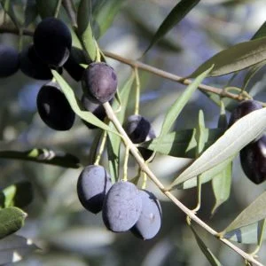 سكان قرية تركية مستمرون بعصر الزيتون بالطرق التقليدية