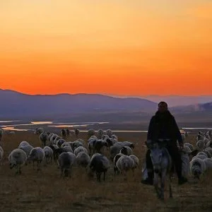 تركيا ترصد آلاف الأغنام خلال رحلتها الموسمية نحو المشاتي