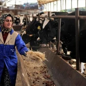 من أربع أساور ذهبية.. تركيّة تنجح في جمع ثروة حيوانية