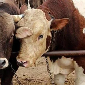 في سابقة تاريخية.. مشروع قانون لحماية حقوق الحيوانات في مصر