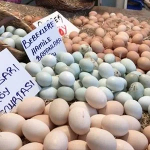 في تركيا.. “البيض الأخضر” يحظى بالاهتمام