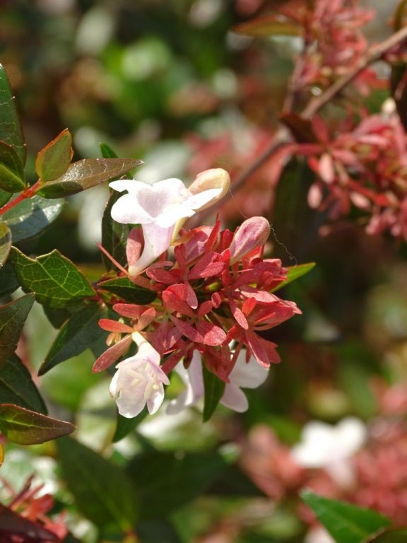 بالصور|| ألوان الخريف تعانق شتاء إسطنبول 1
